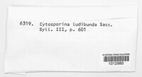 Cytosporina ludibunda image